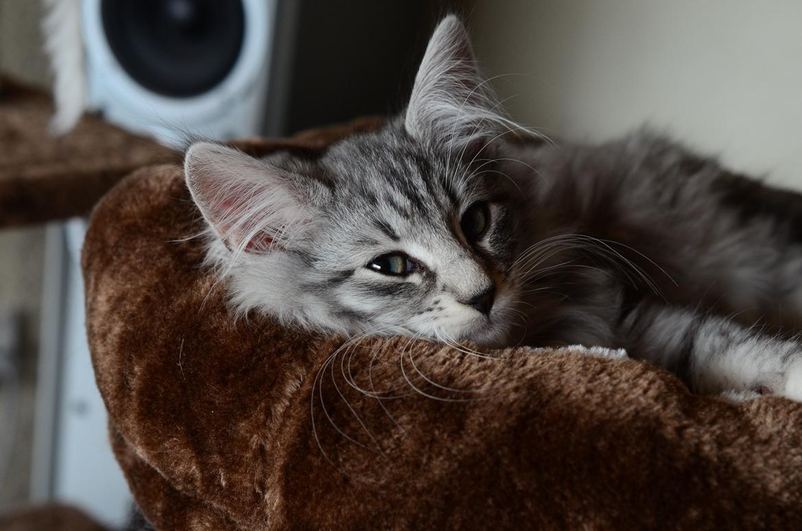 Norsk Skovkat DK Zalethco´s Xavi billede 13