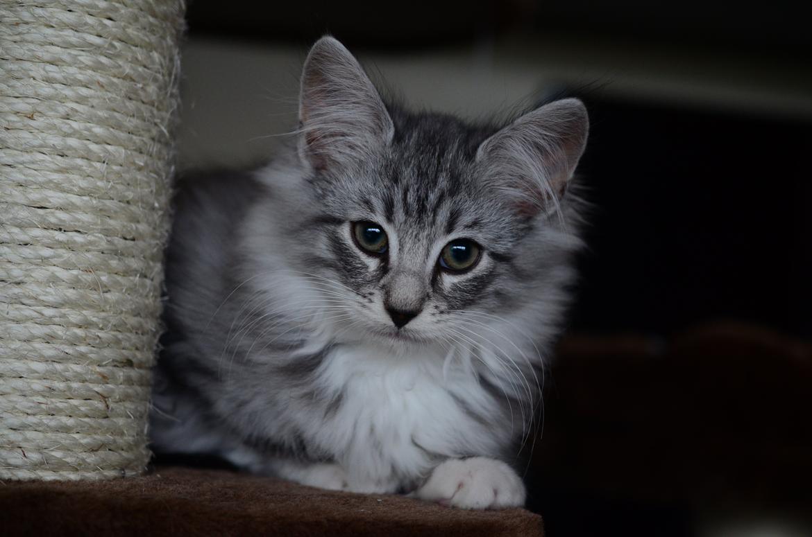 Norsk Skovkat DK Zalethco´s Xavi billede 3