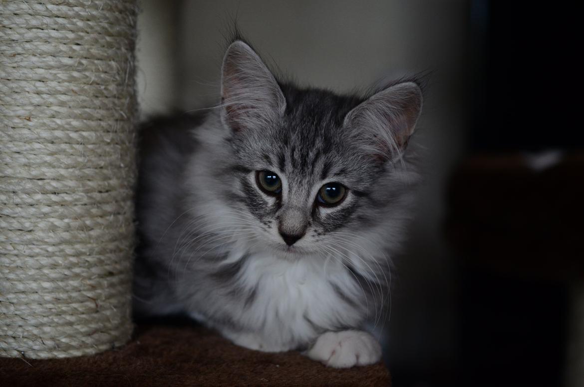 Norsk Skovkat DK Zalethco´s Xavi billede 6