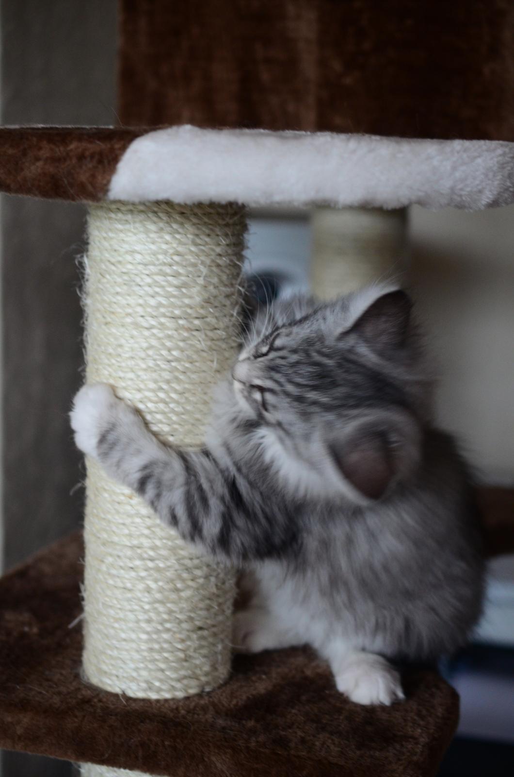 Norsk Skovkat DK Zalethco´s Xavi billede 14