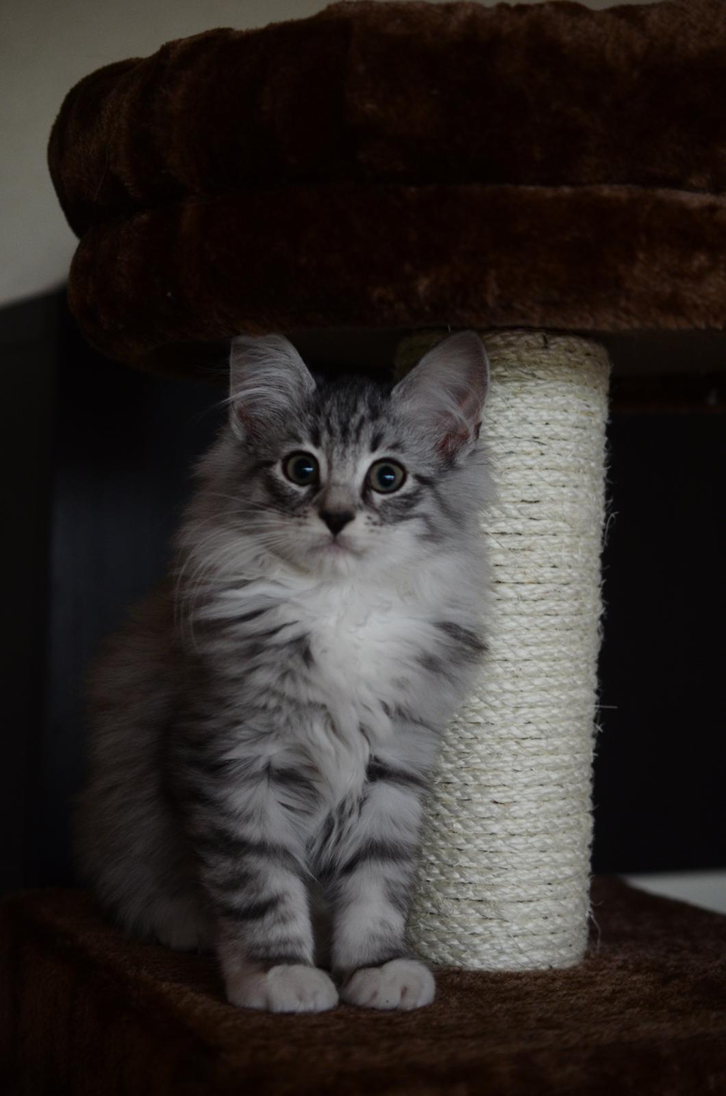 Norsk Skovkat DK Zalethco´s Xavi billede 15