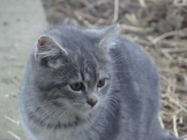 Huskat Ooops! A Minnie Girl *SOLGT* billede 1