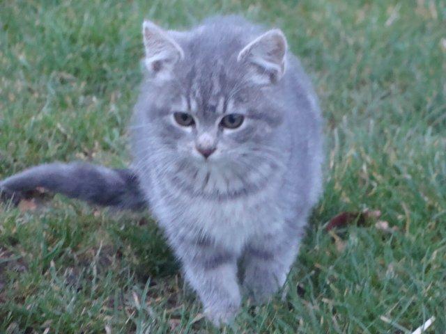 Huskat Ooops! A Minnie Girl *SOLGT* billede 12