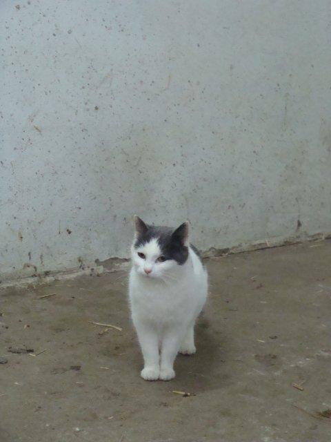 Huskat Minni Mus billede 1