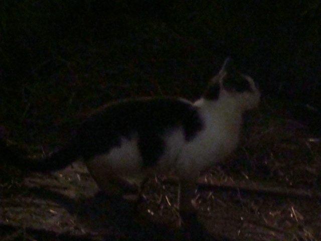 Huskat Minni Mus billede 2