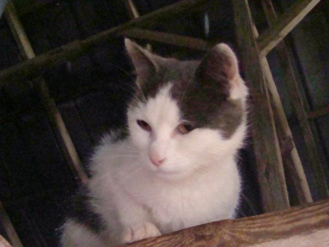 Huskat Minni Mus billede 3