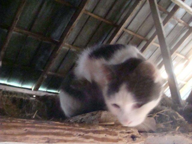 Huskat Minni Mus billede 4