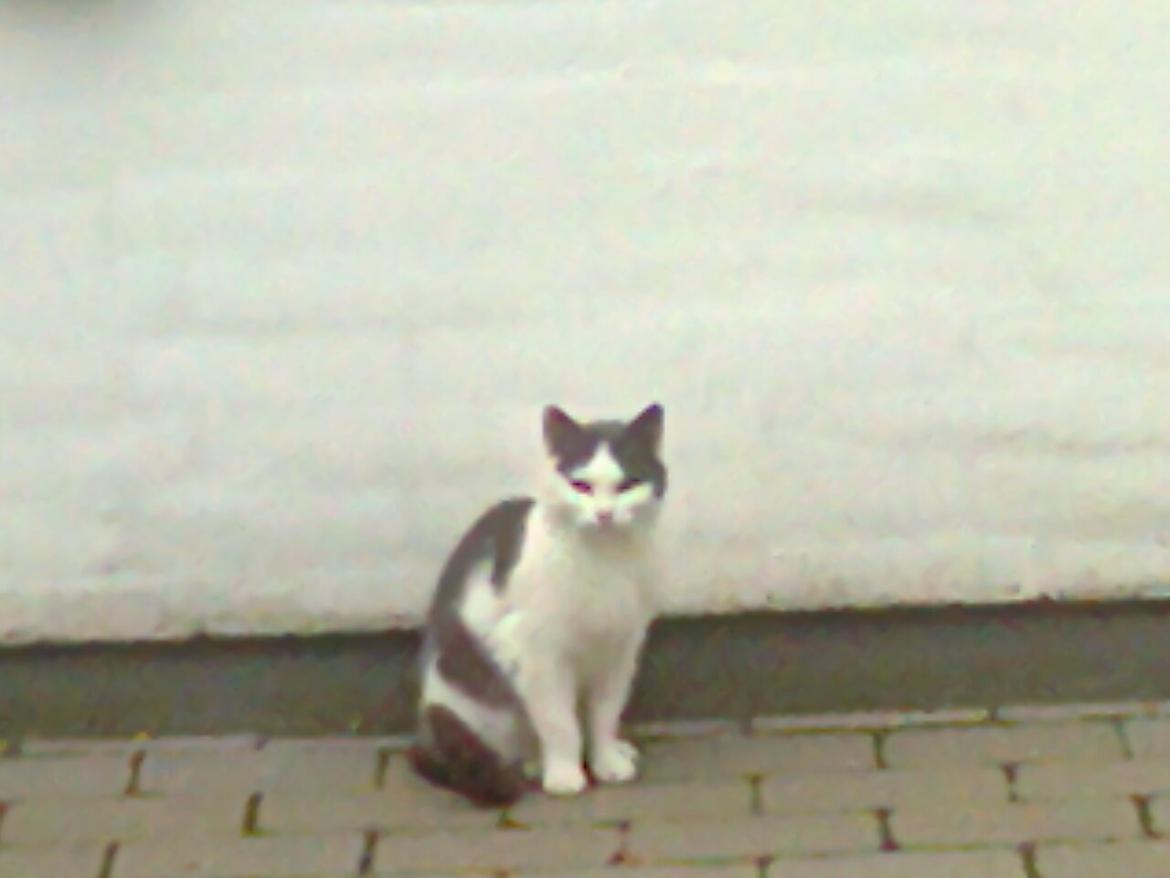 Huskat Minni Mus billede 5