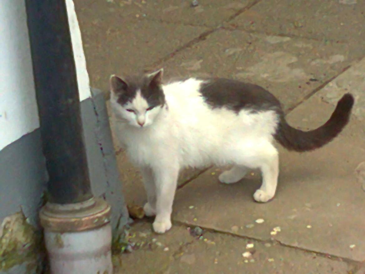 Huskat Minni Mus billede 6