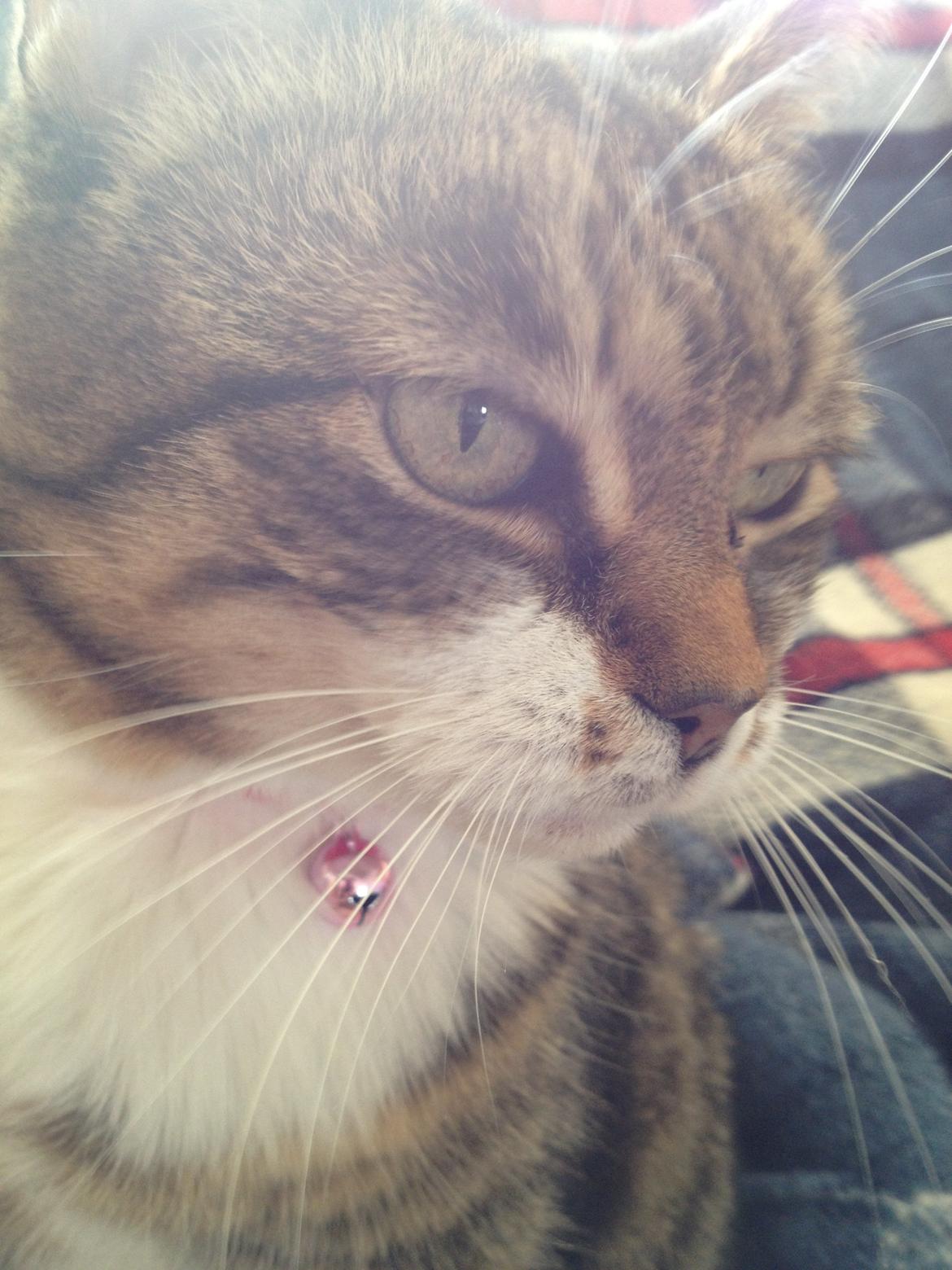 Huskat Smiley (Himmelkat) billede 1