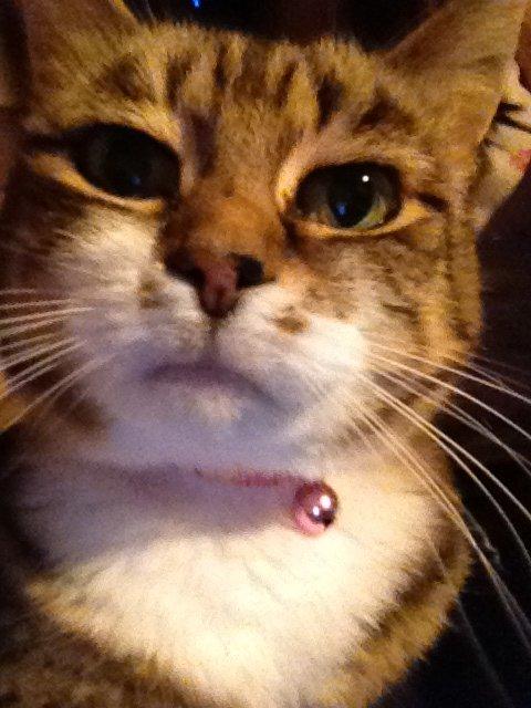 Huskat Smiley (Himmelkat) billede 2