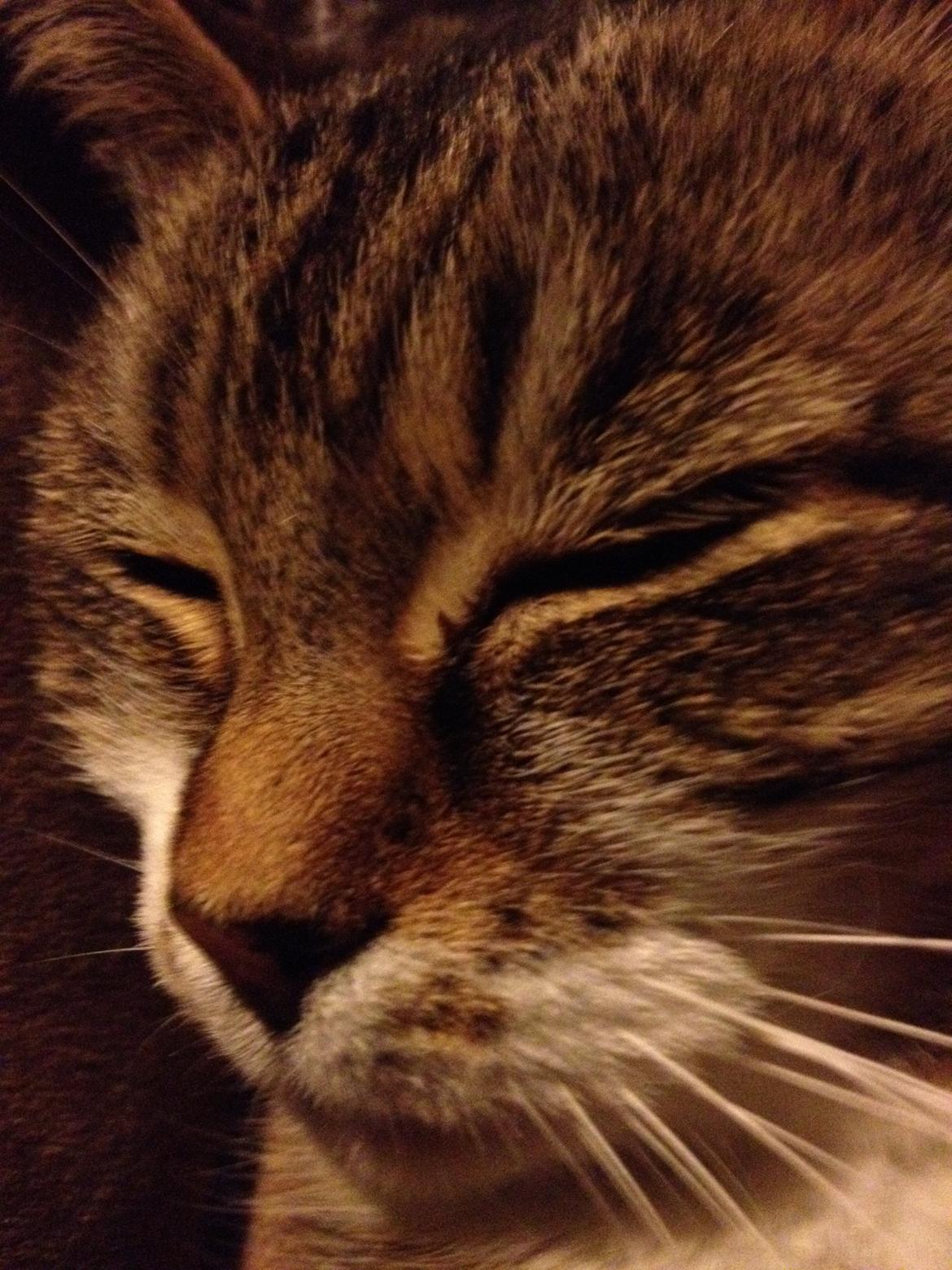 Huskat Smiley (Himmelkat) billede 3