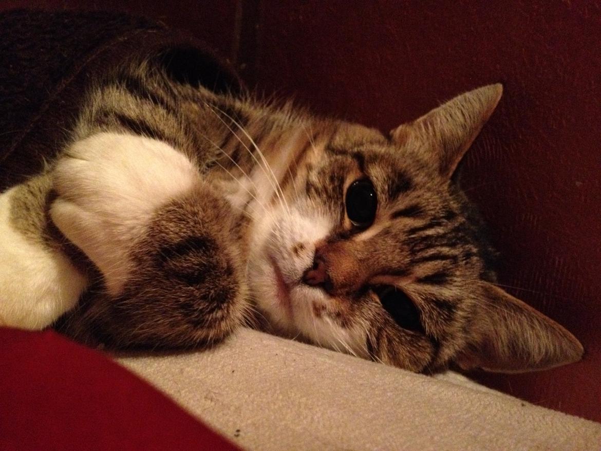 Huskat Smiley (Himmelkat) billede 4