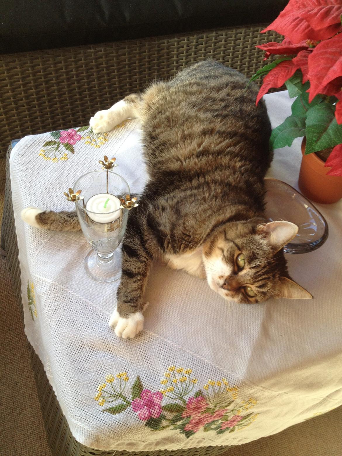 Huskat Smiley (Himmelkat) billede 5