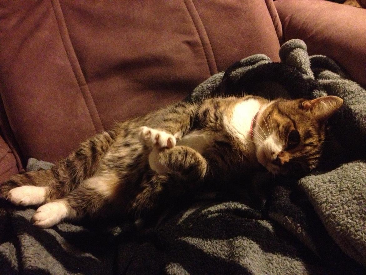 Huskat Smiley (Himmelkat) billede 6