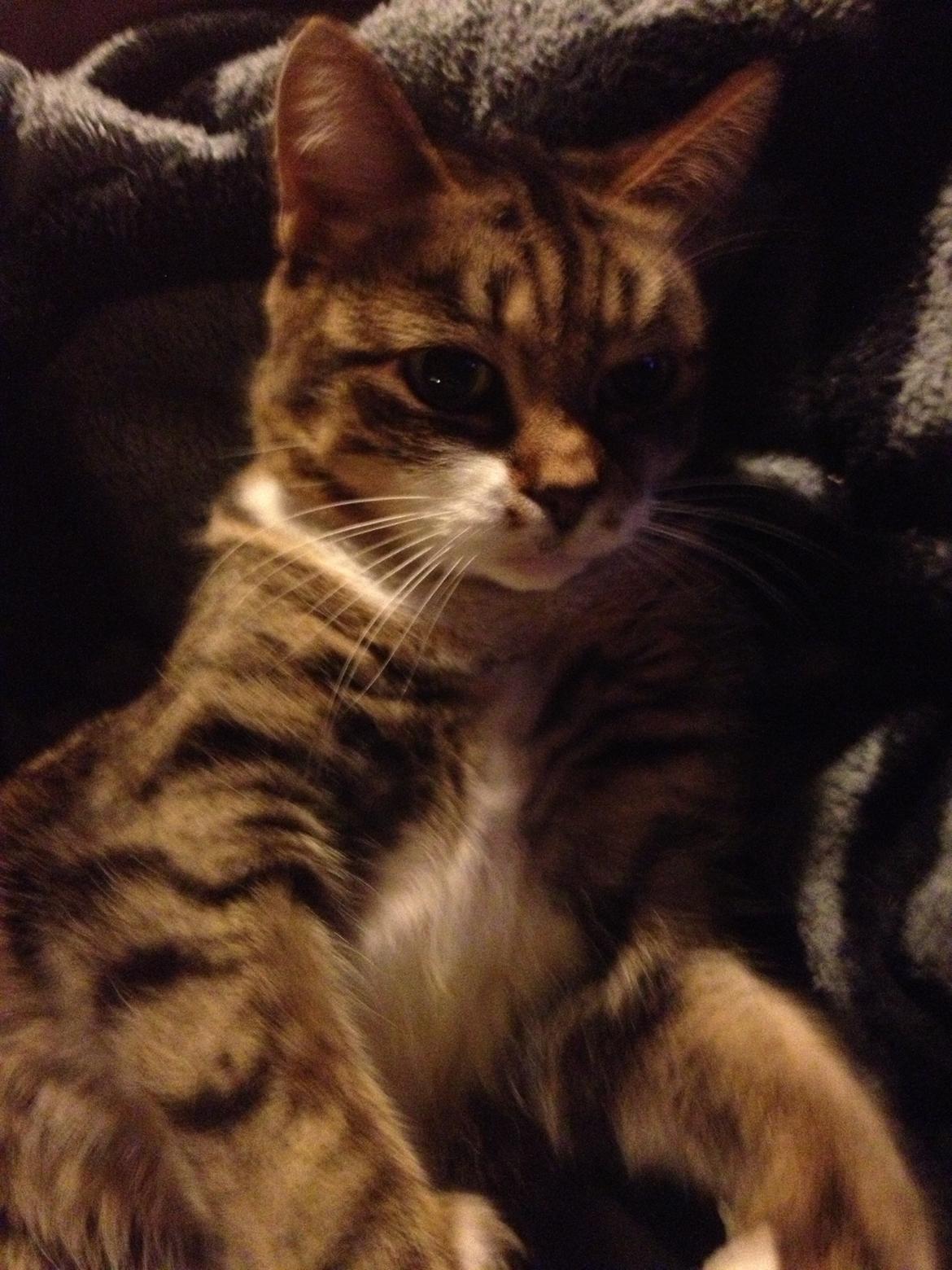 Huskat Smiley (Himmelkat) billede 7