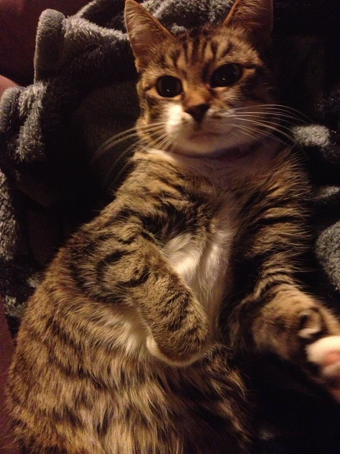 Huskat Smiley (Himmelkat) billede 8