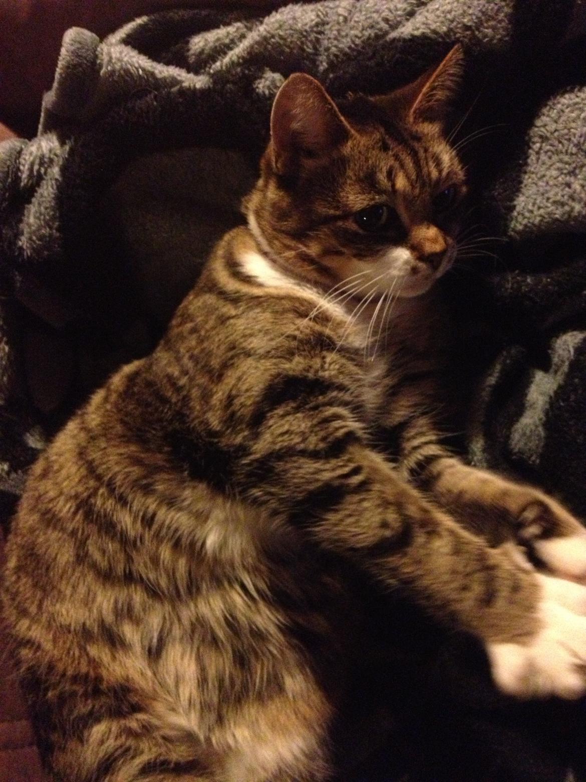 Huskat Smiley (Himmelkat) billede 9