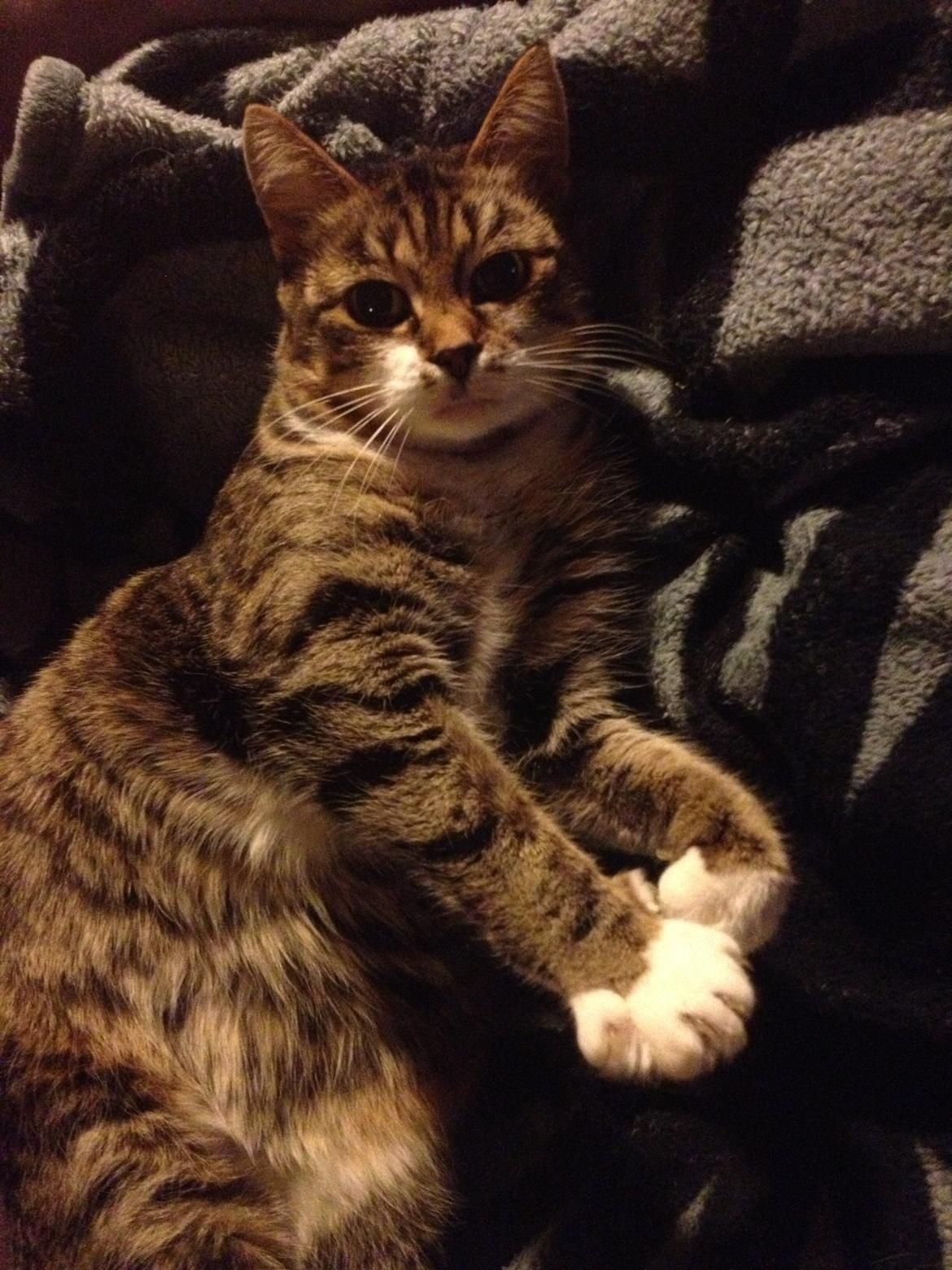 Huskat Smiley (Himmelkat) billede 10