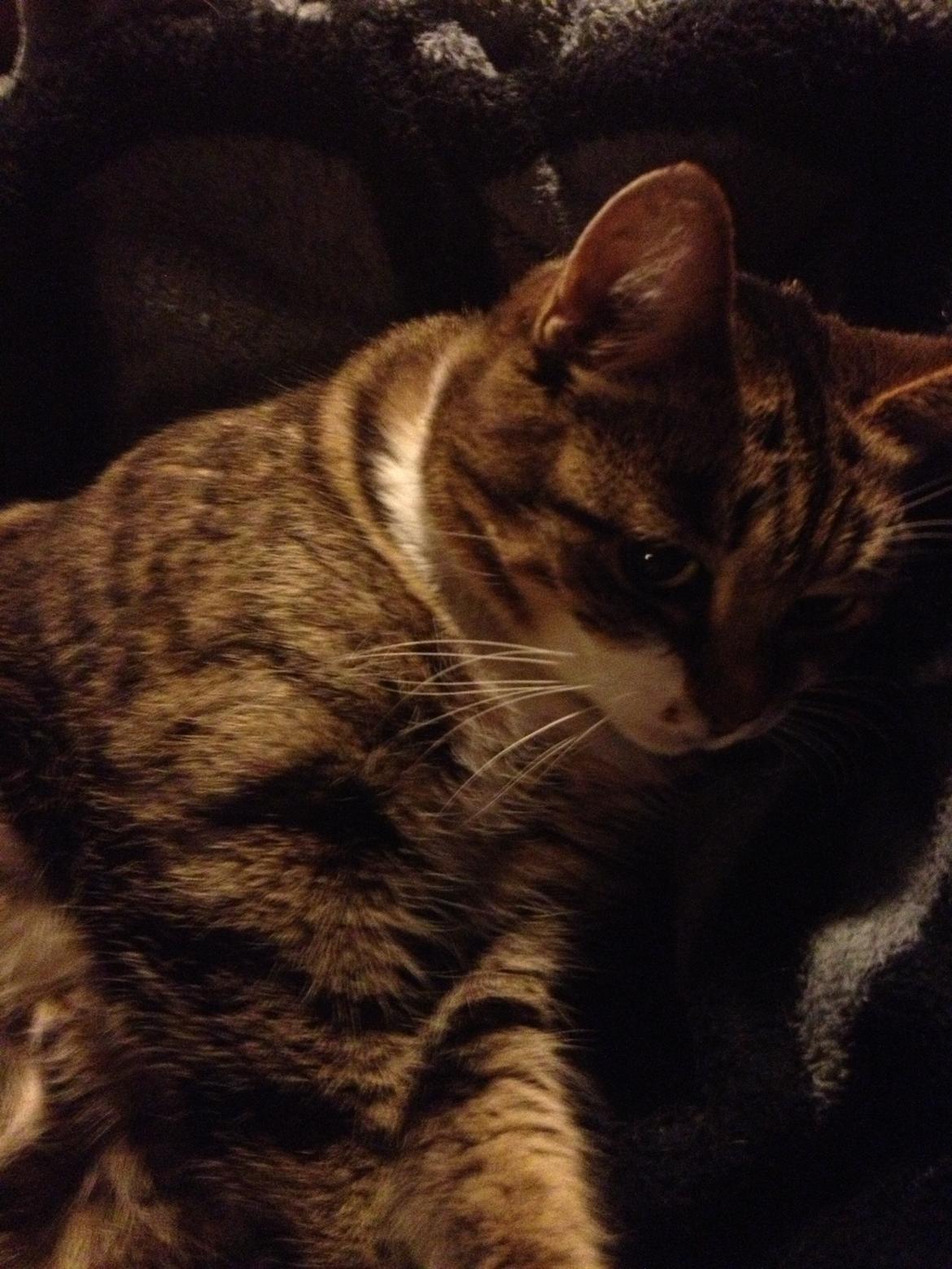 Huskat Smiley (Himmelkat) billede 11