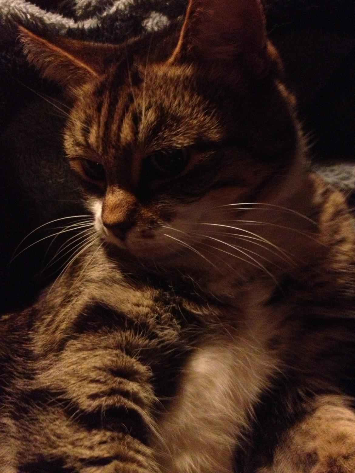 Huskat Smiley (Himmelkat) billede 12