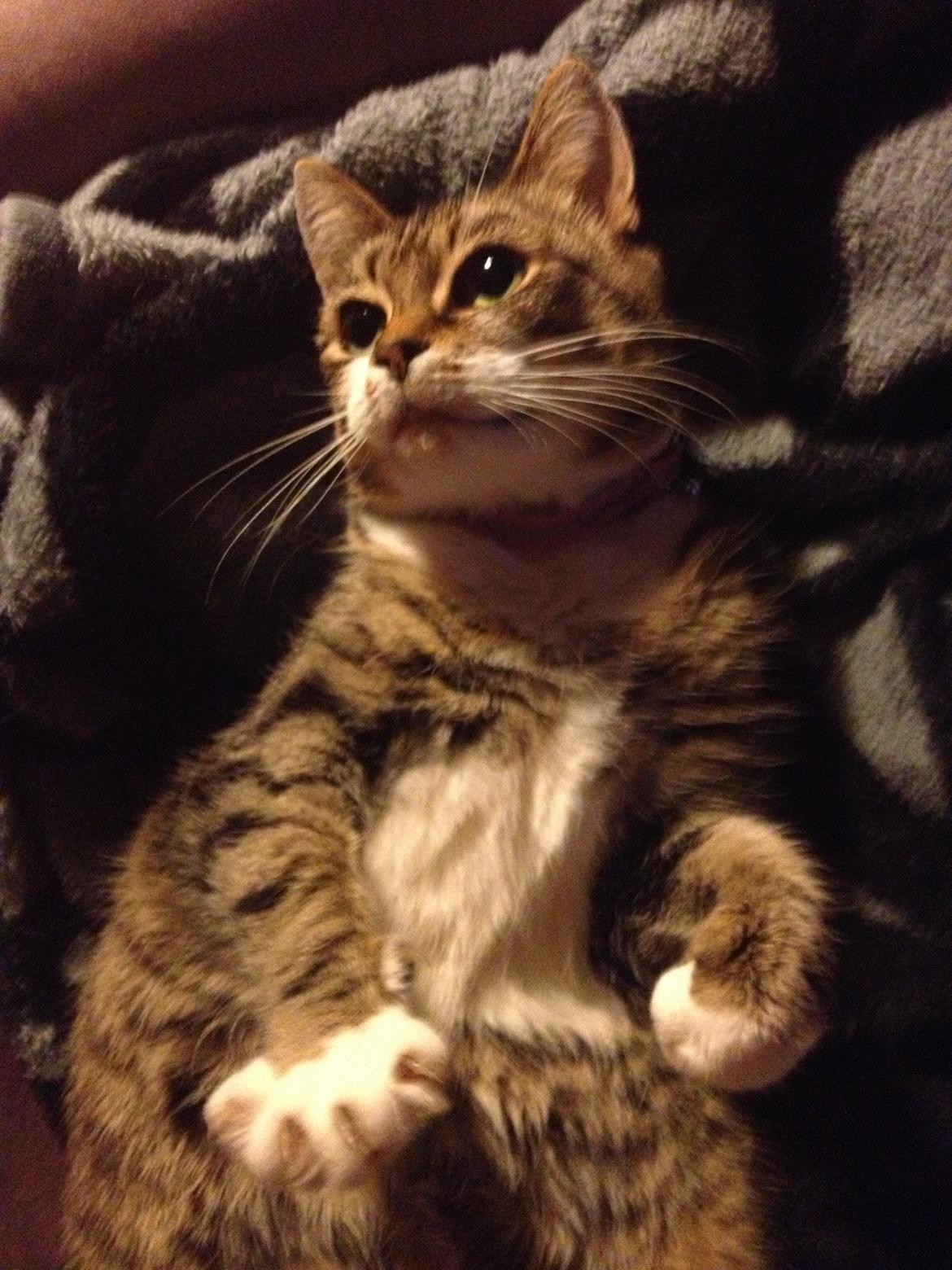 Huskat Smiley (Himmelkat) billede 13