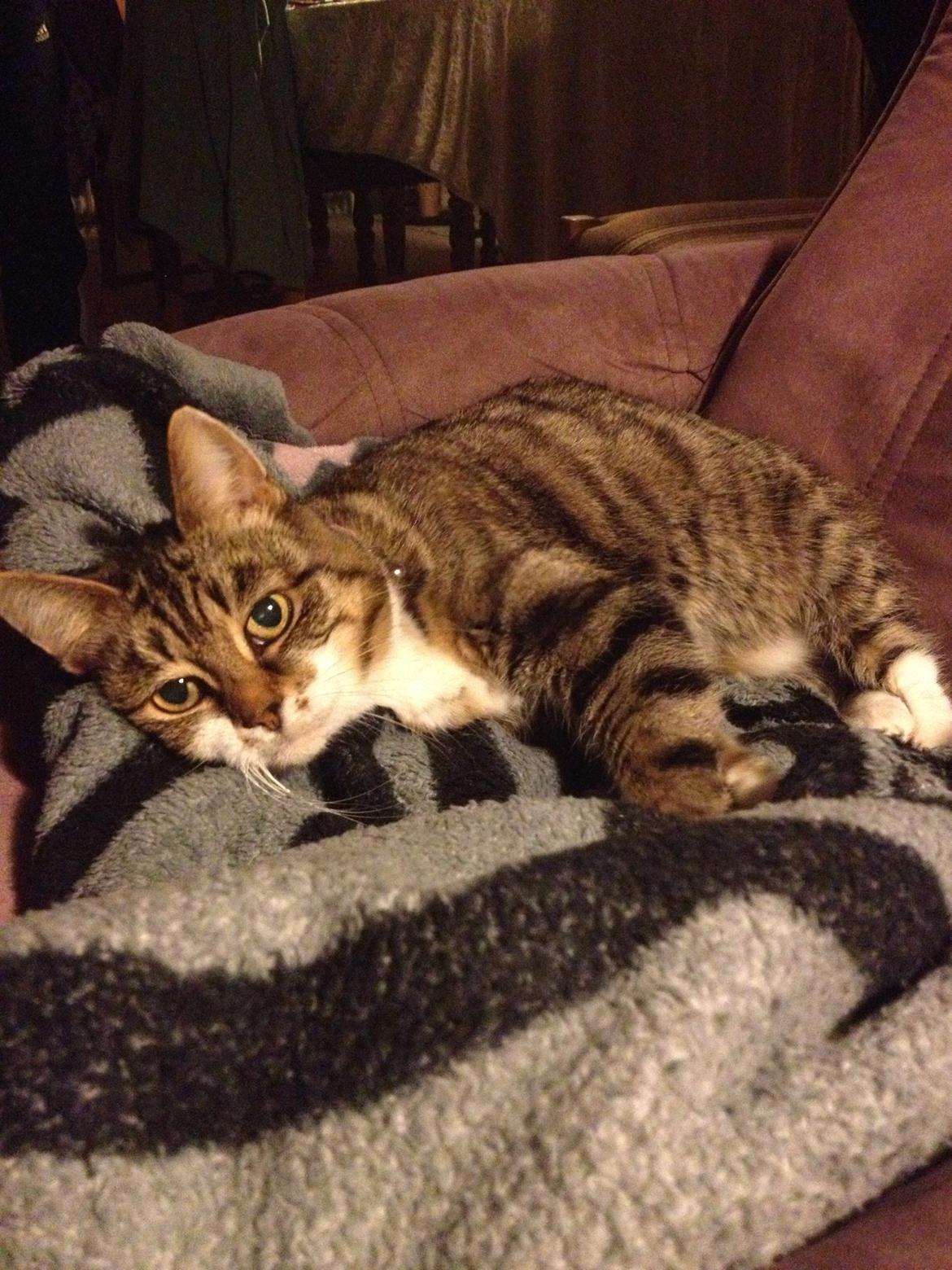 Huskat Smiley (Himmelkat) billede 14