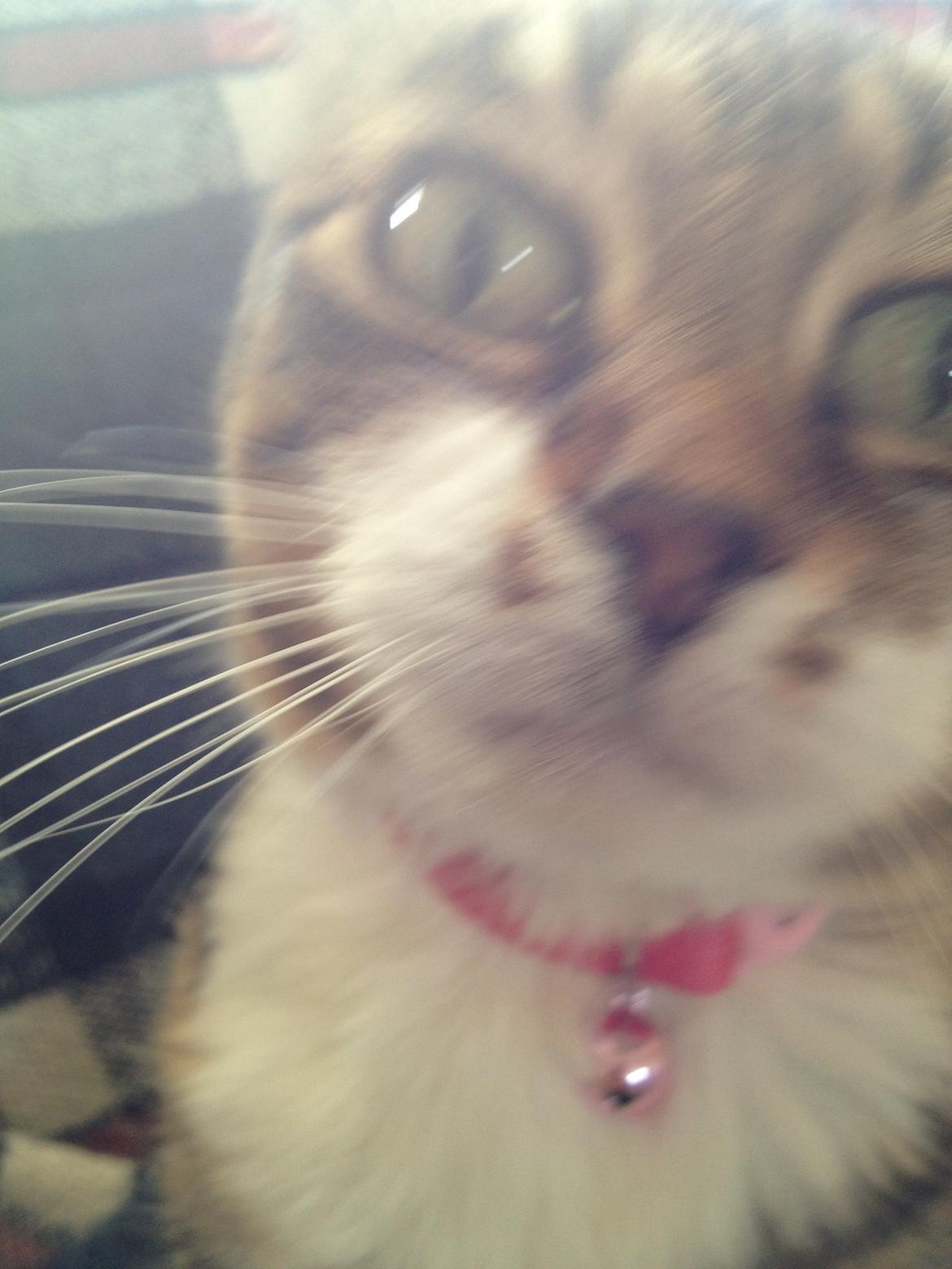 Huskat Smiley (Himmelkat) billede 15