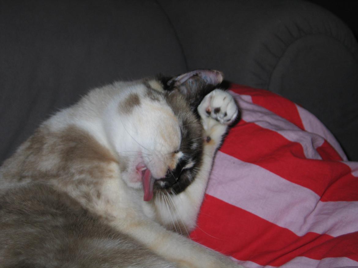 Blanding af racer Nyx billede 7