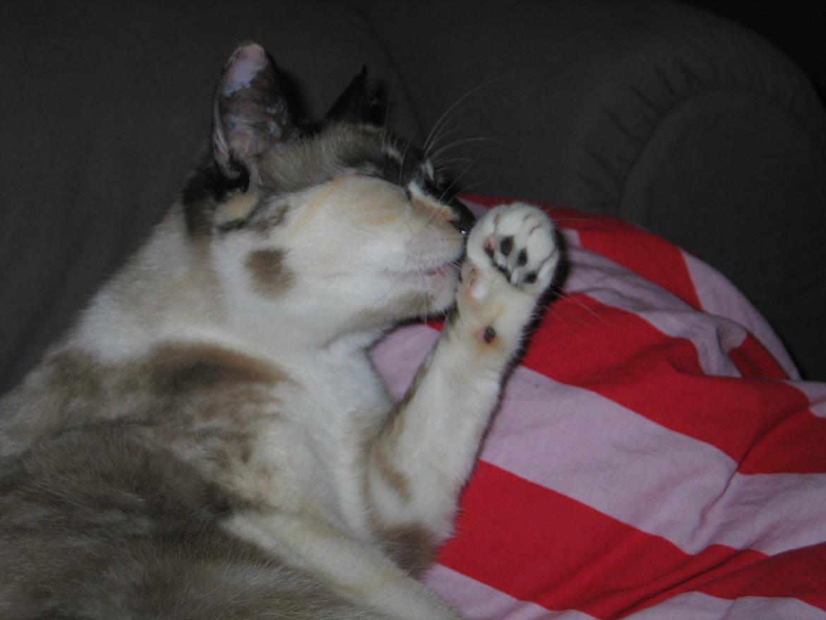 Blanding af racer Nyx billede 11