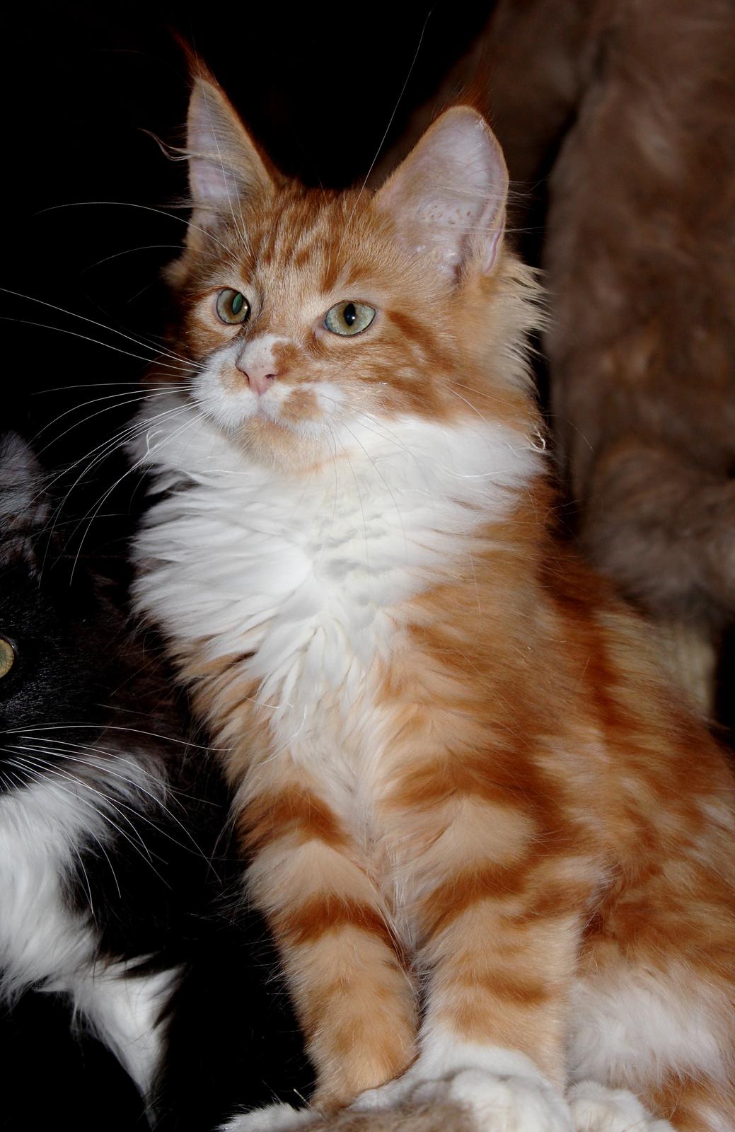 Maine Coon DK Proud Danish Big Foot P billede 2