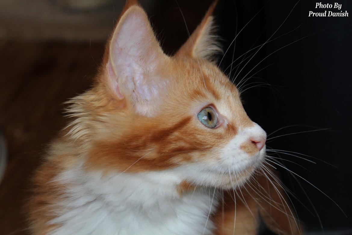 Maine Coon DK Proud Danish Big Foot P billede 3