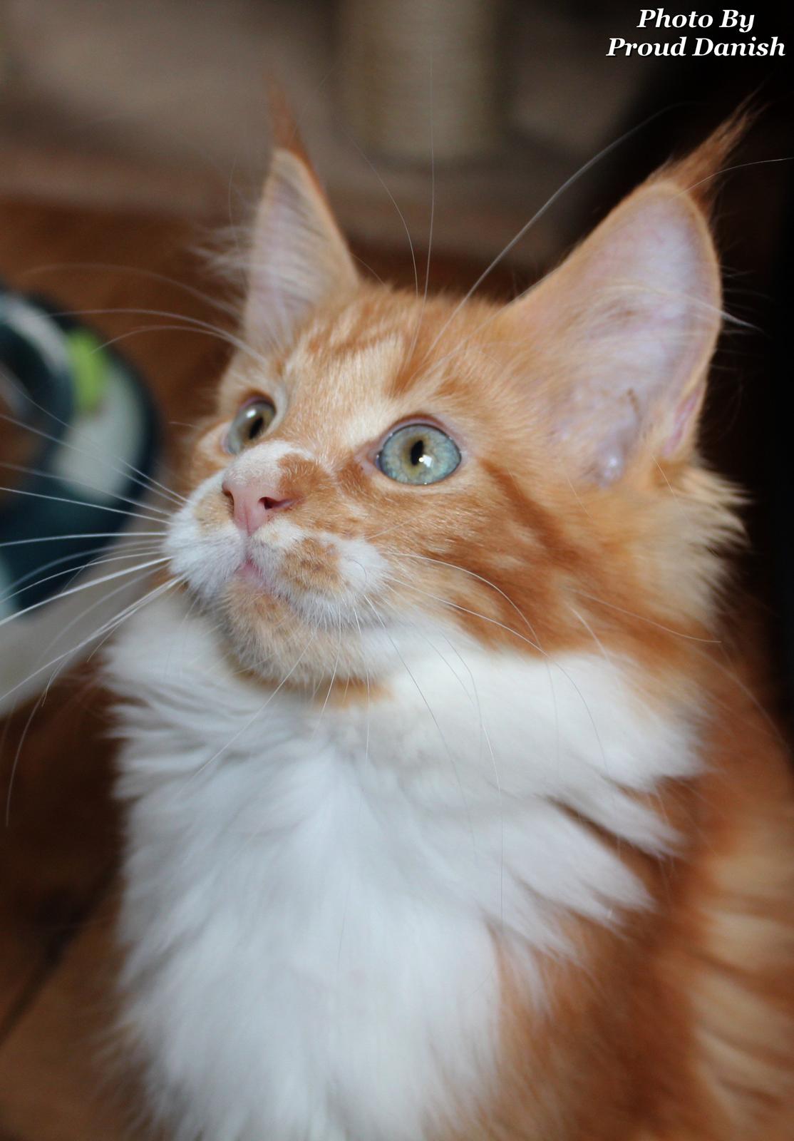 Maine Coon DK Proud Danish Big Foot P billede 4