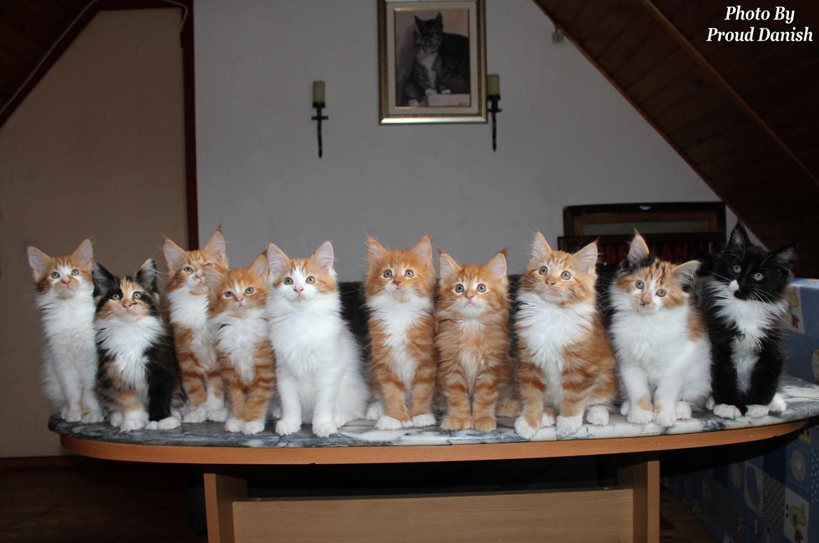 Maine Coon DK Proud Danish Big Foot P billede 5