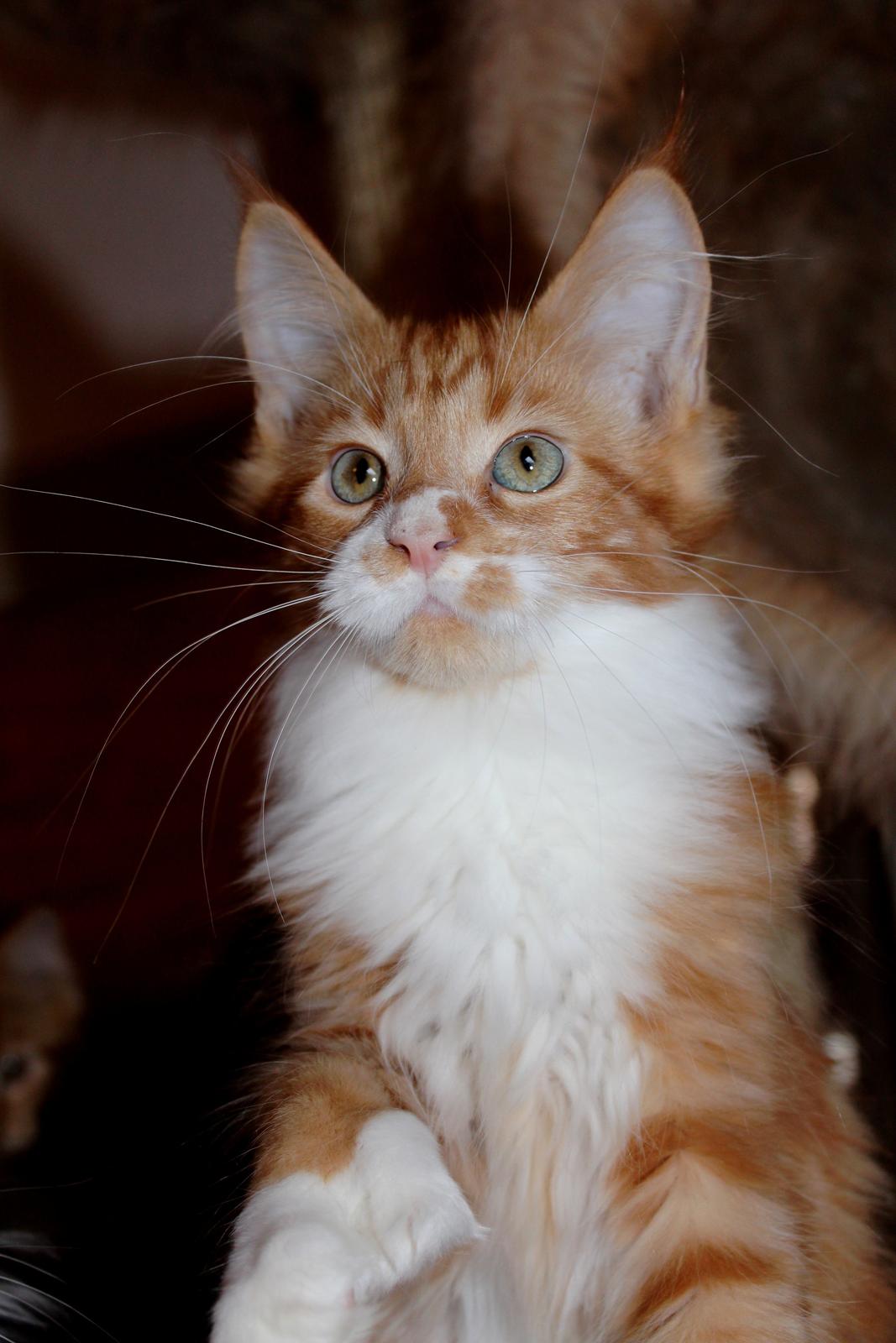 Maine Coon DK Proud Danish Big Foot P billede 6