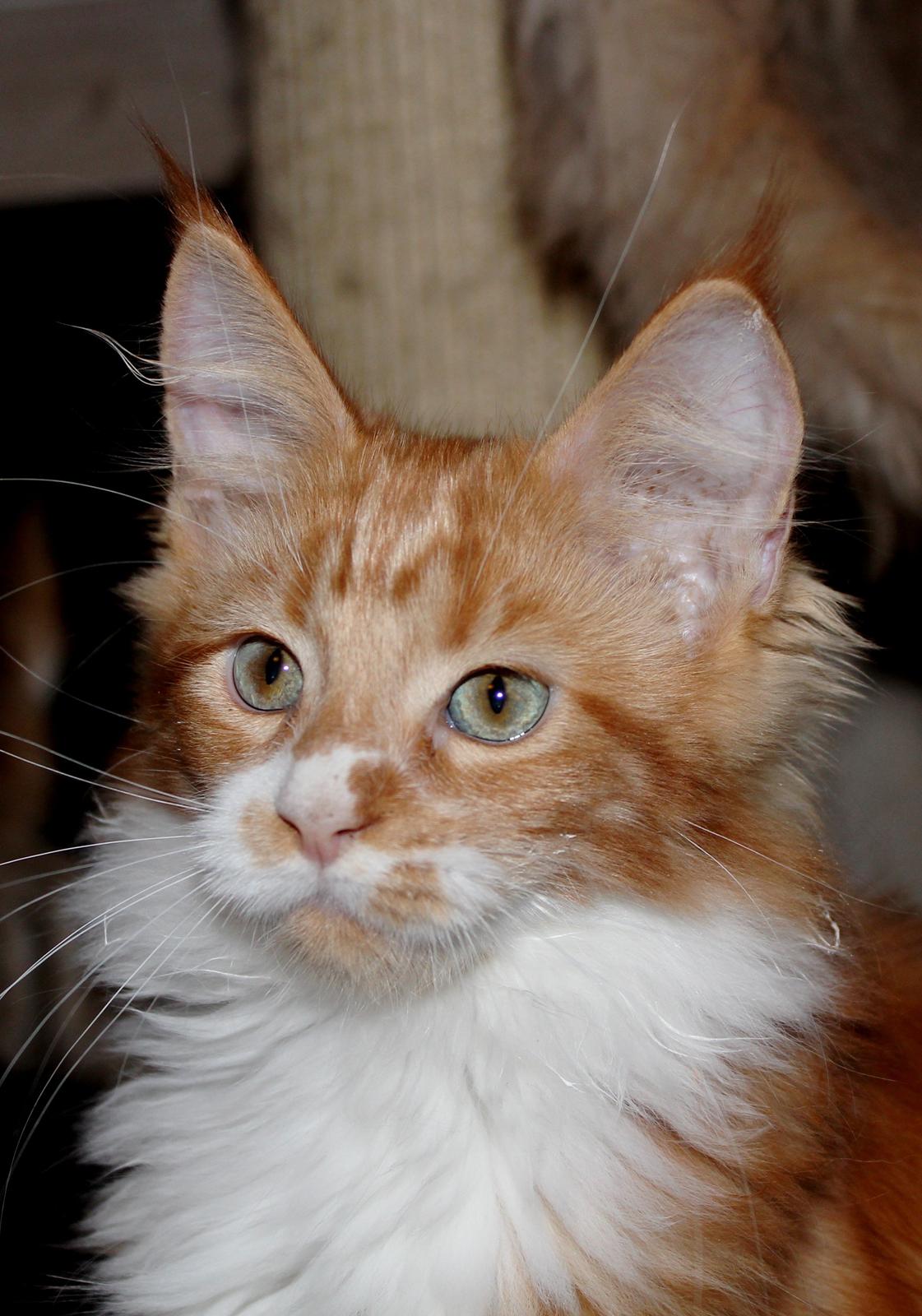 Maine Coon DK Proud Danish Big Foot P billede 7