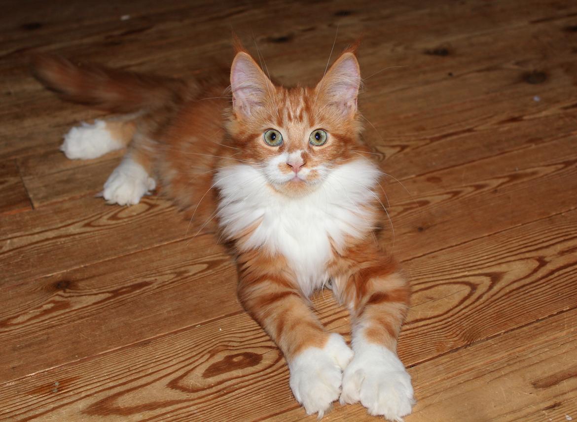 Maine Coon DK Proud Danish Big Foot P billede 8