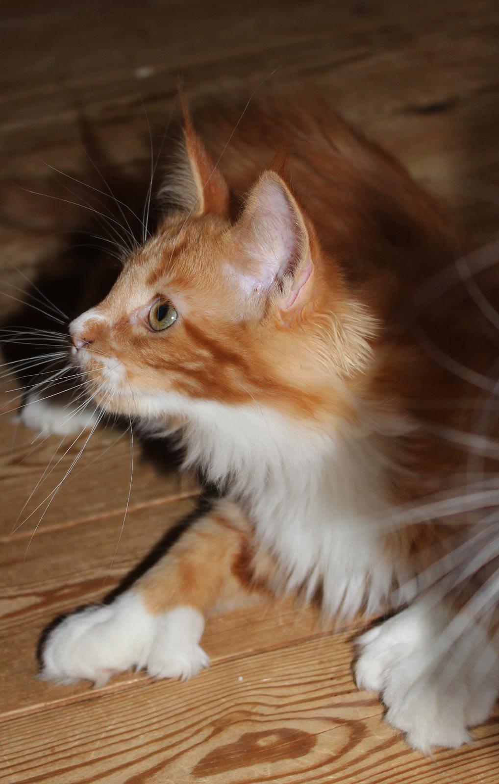 Maine Coon DK Proud Danish Big Foot P billede 9