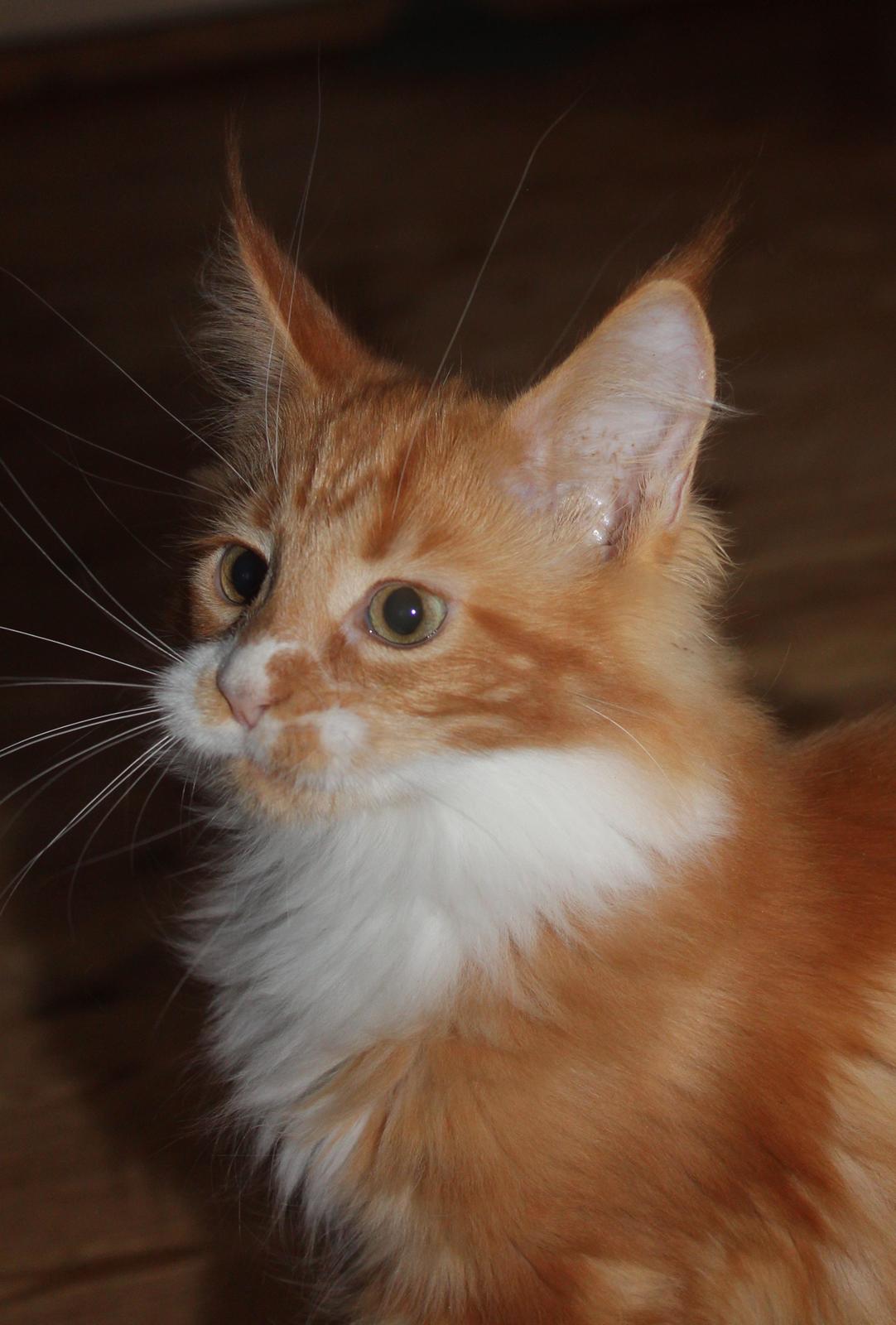 Maine Coon DK Proud Danish Big Foot P billede 10