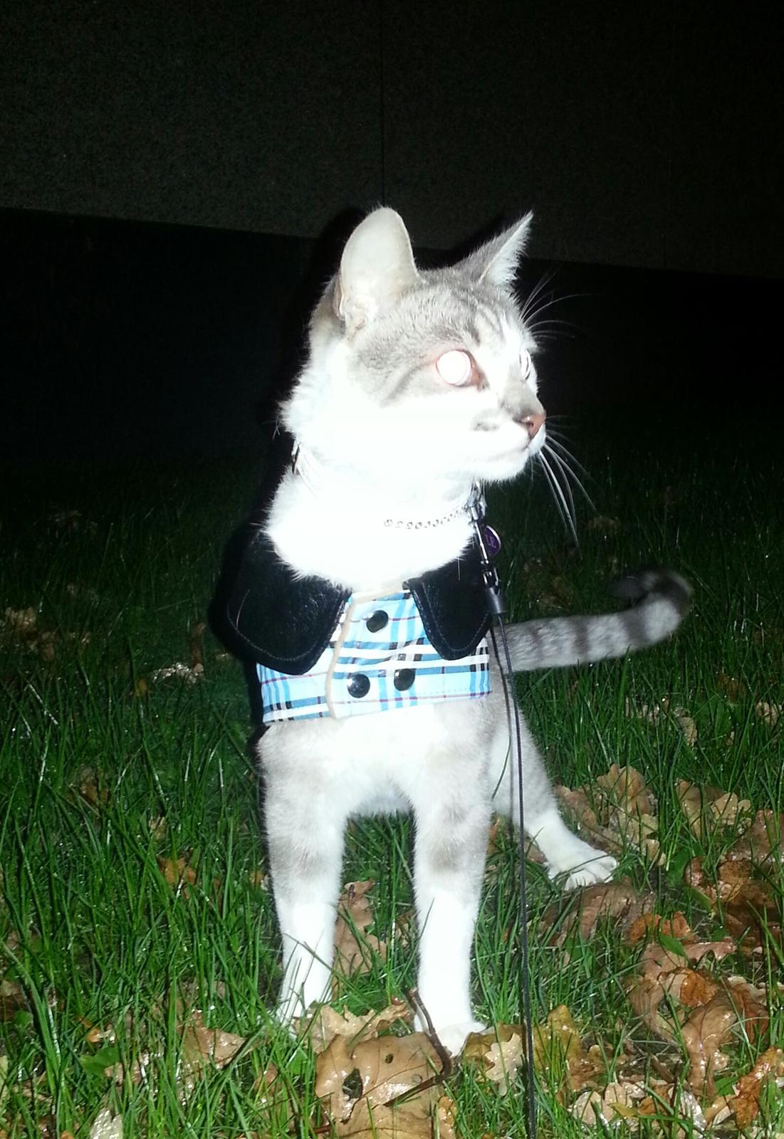 Blanding af racer Tumle billede 1