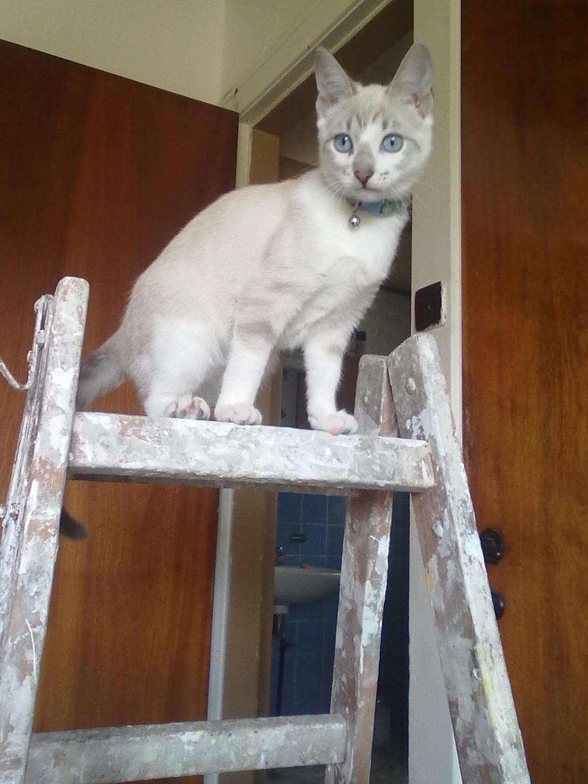 Blanding af racer Tumle billede 2