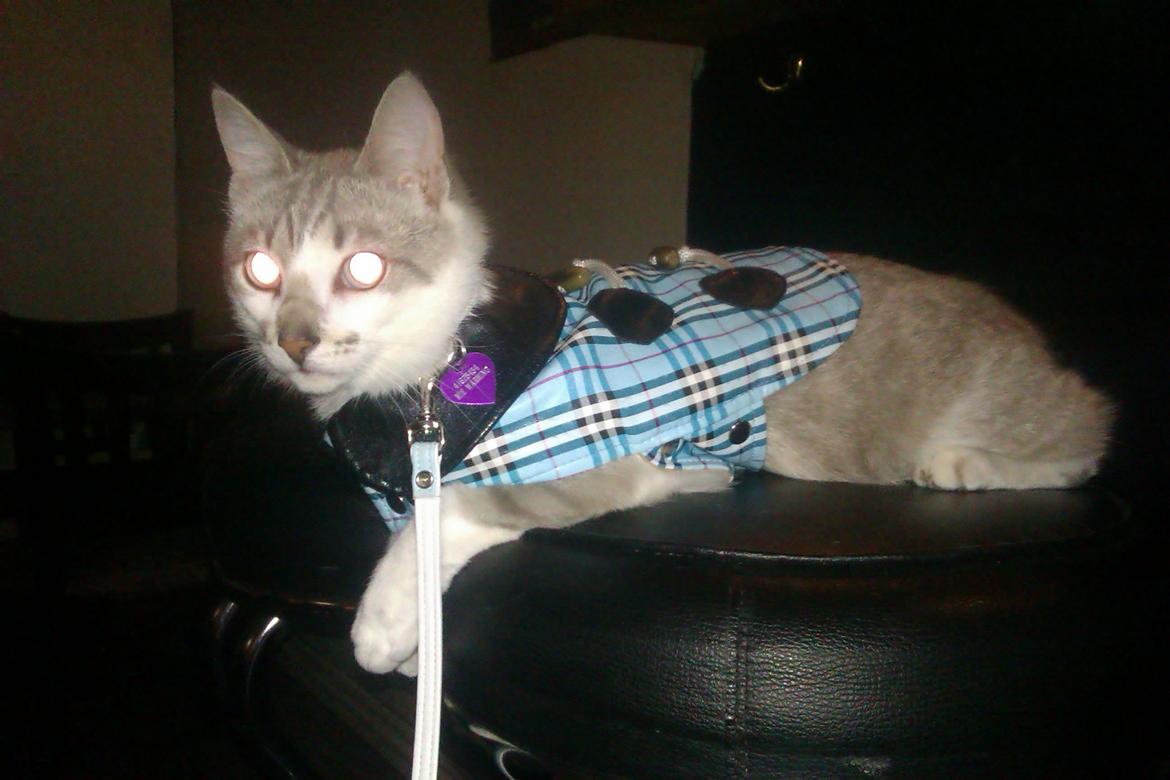 Blanding af racer Tumle billede 3