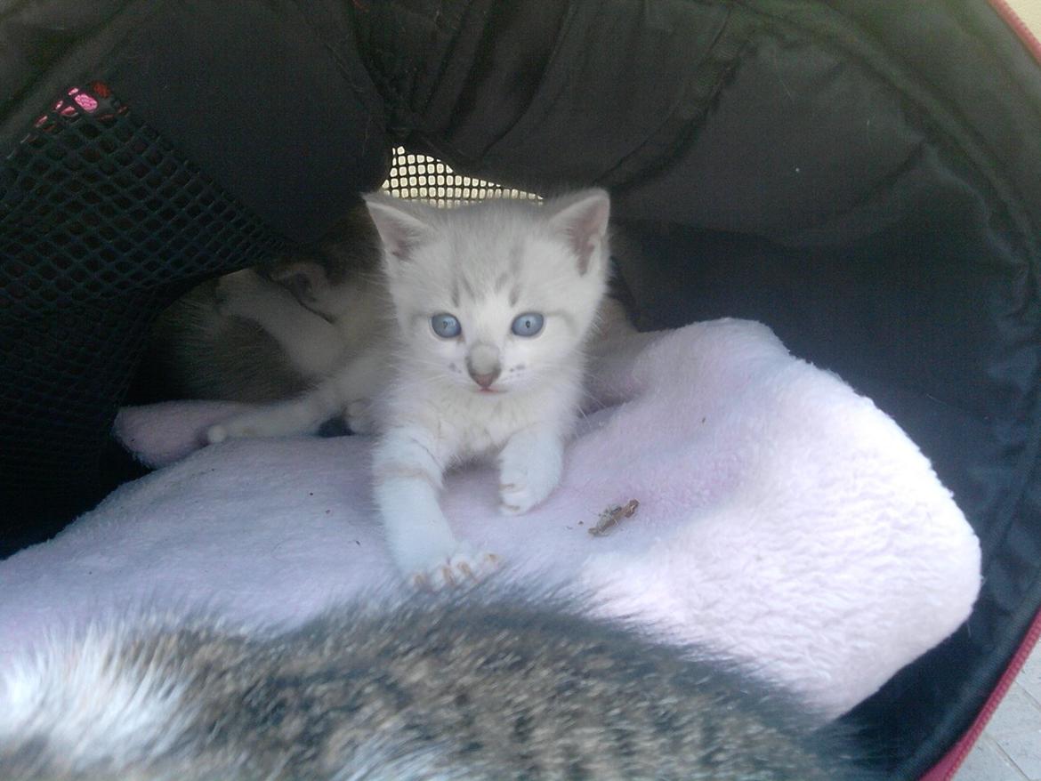 Blanding af racer Tumle billede 4