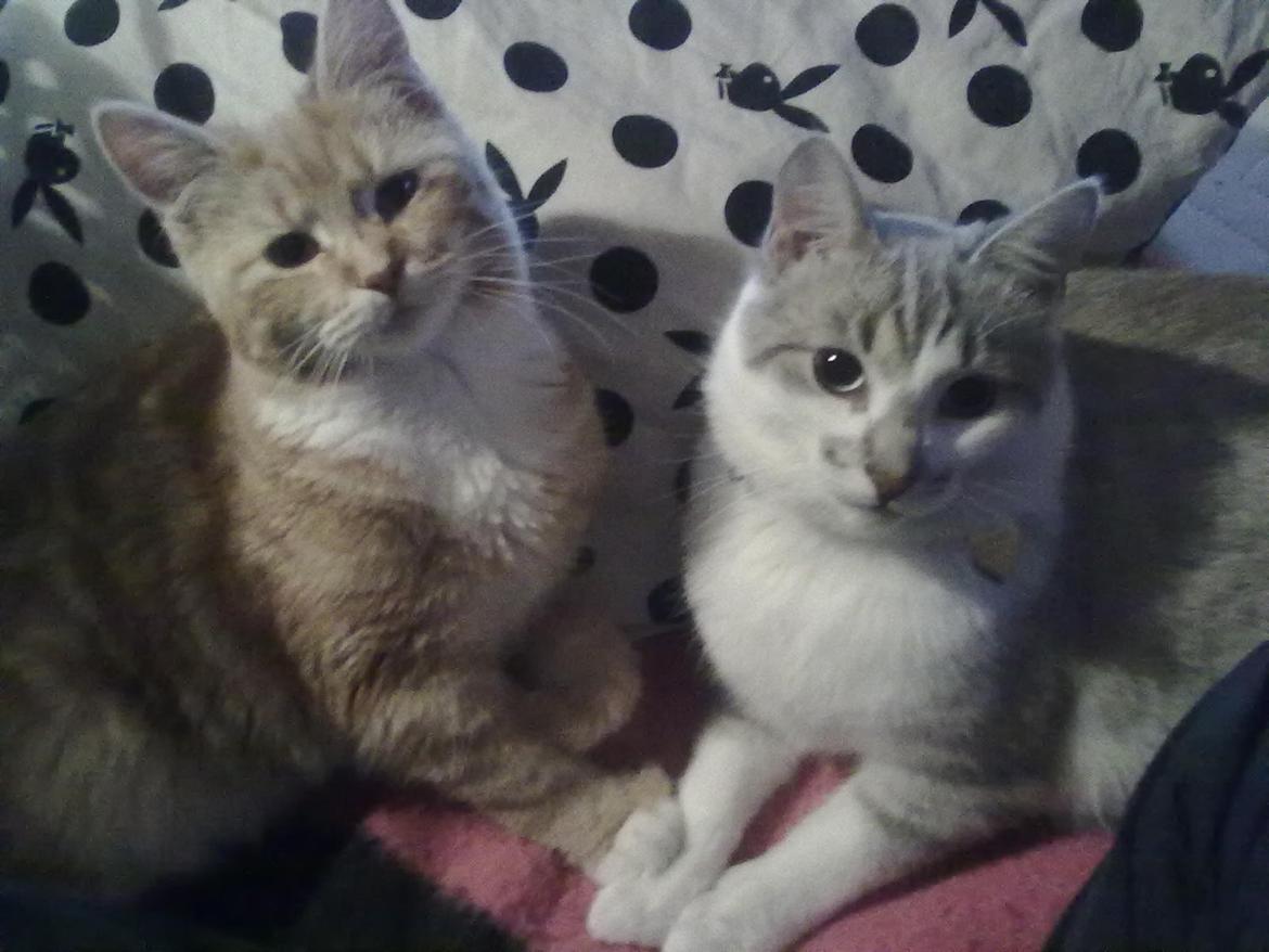 Blanding af racer Tumle billede 5