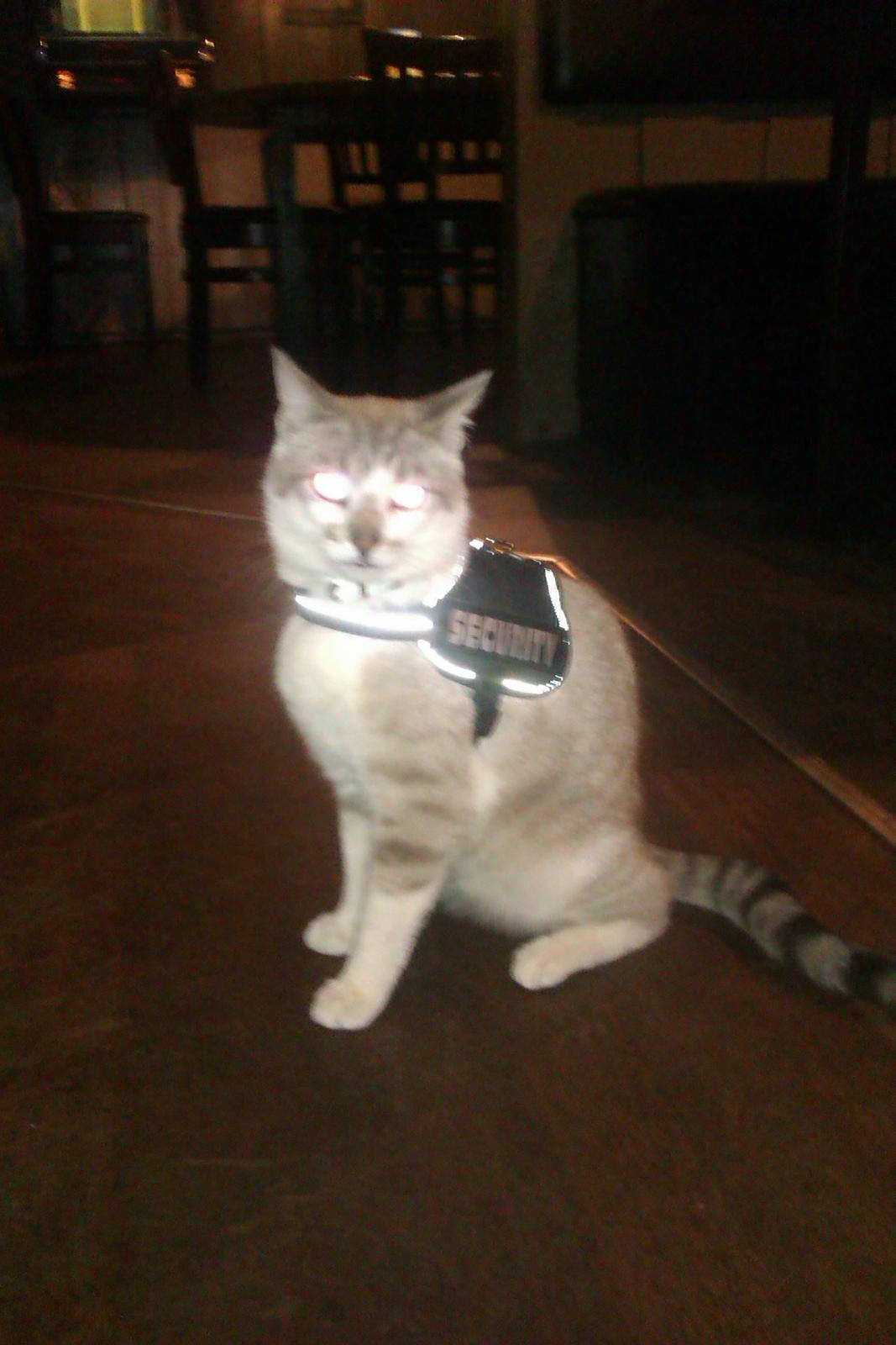 Blanding af racer Tumle billede 6