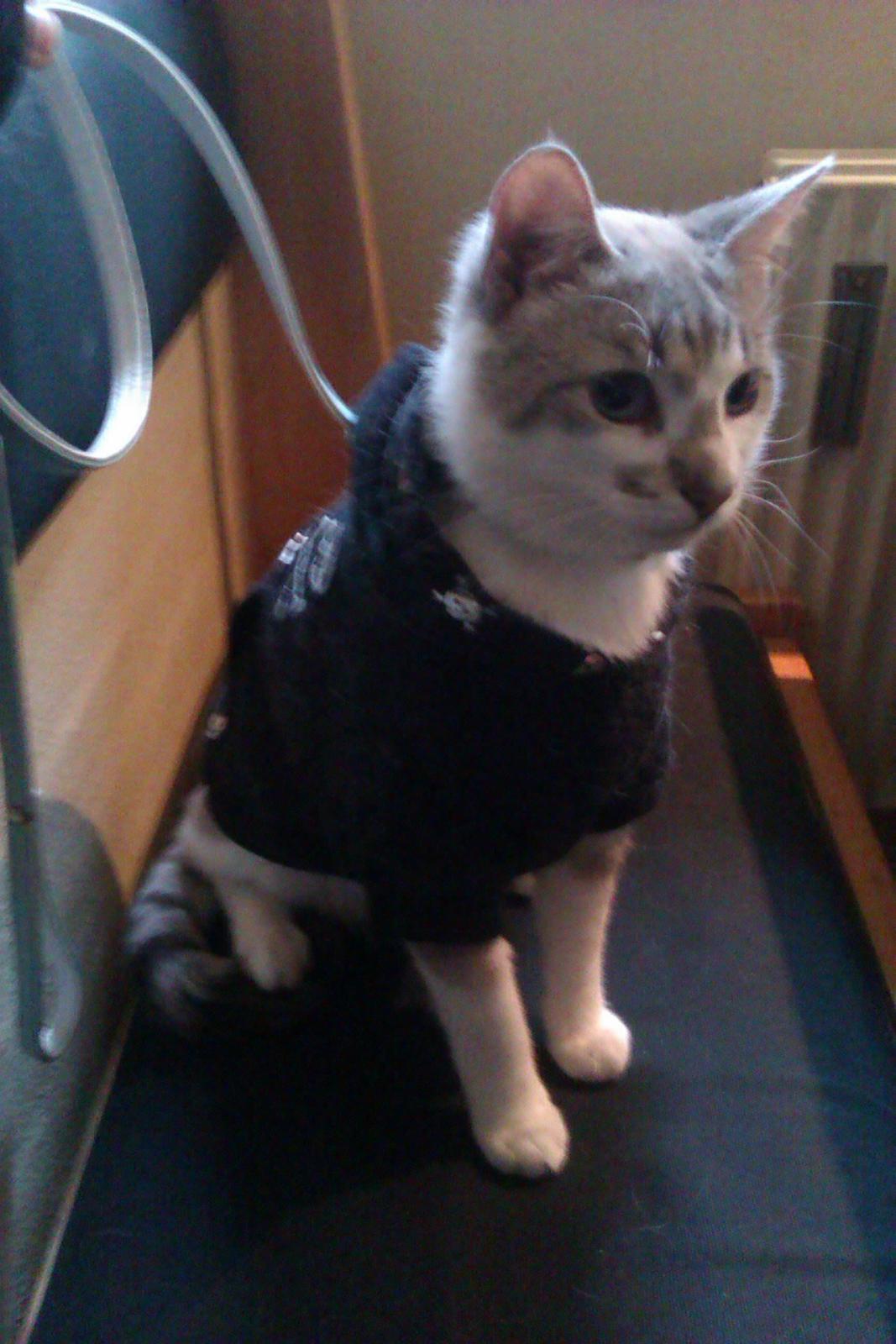 Blanding af racer Tumle billede 7