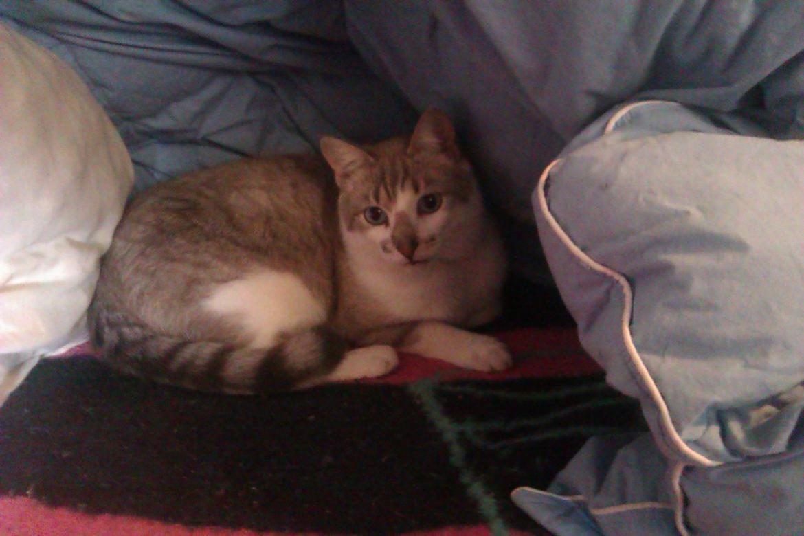 Blanding af racer Tumle billede 8