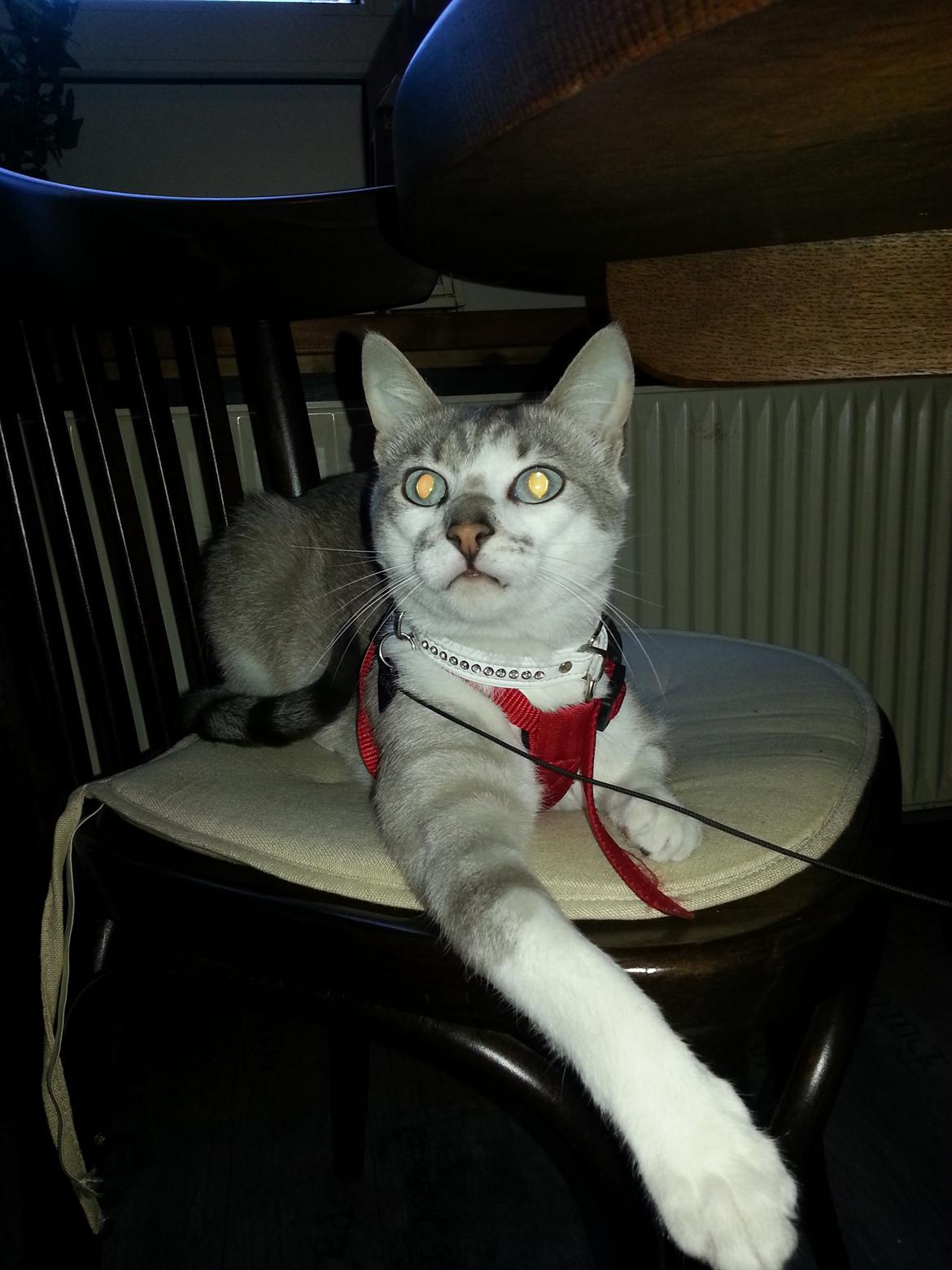 Blanding af racer Tumle billede 9