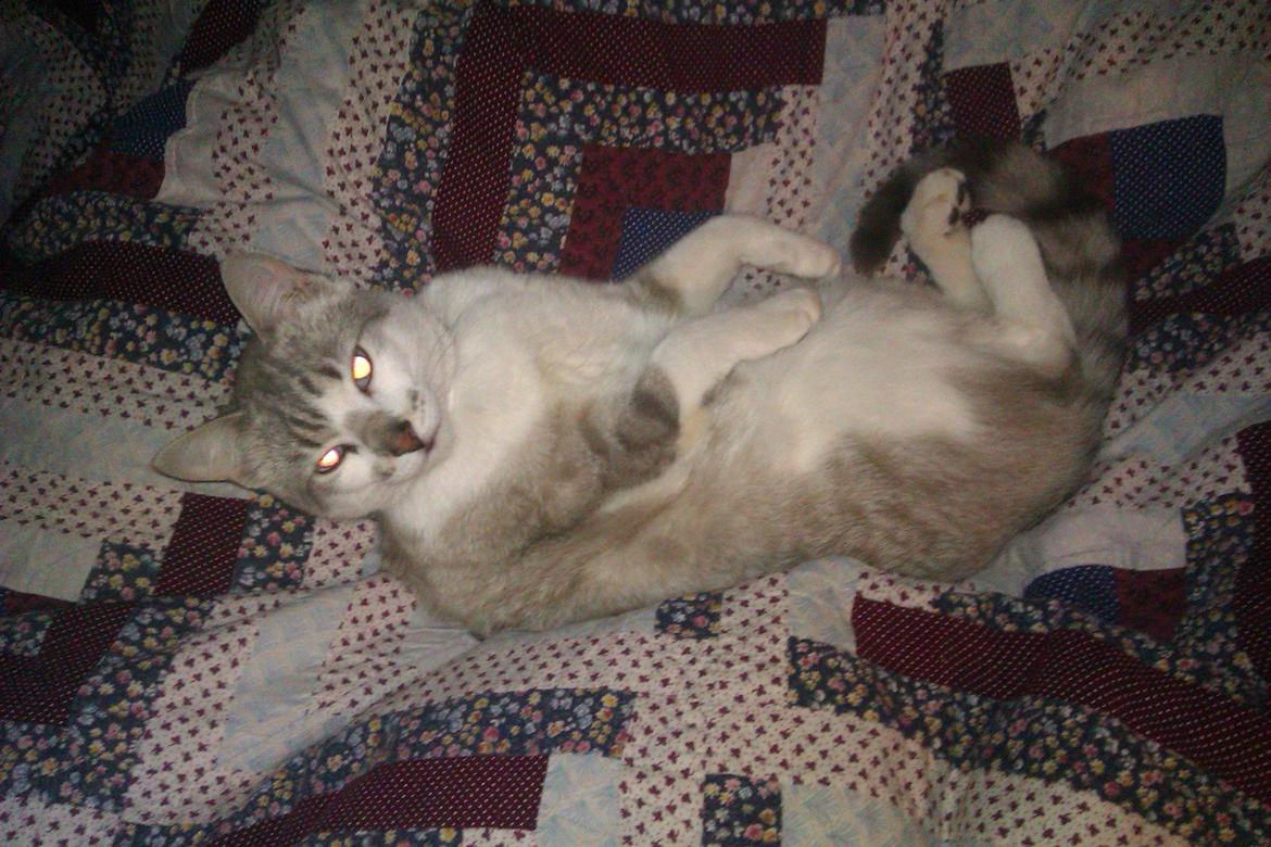 Blanding af racer Tumle billede 10