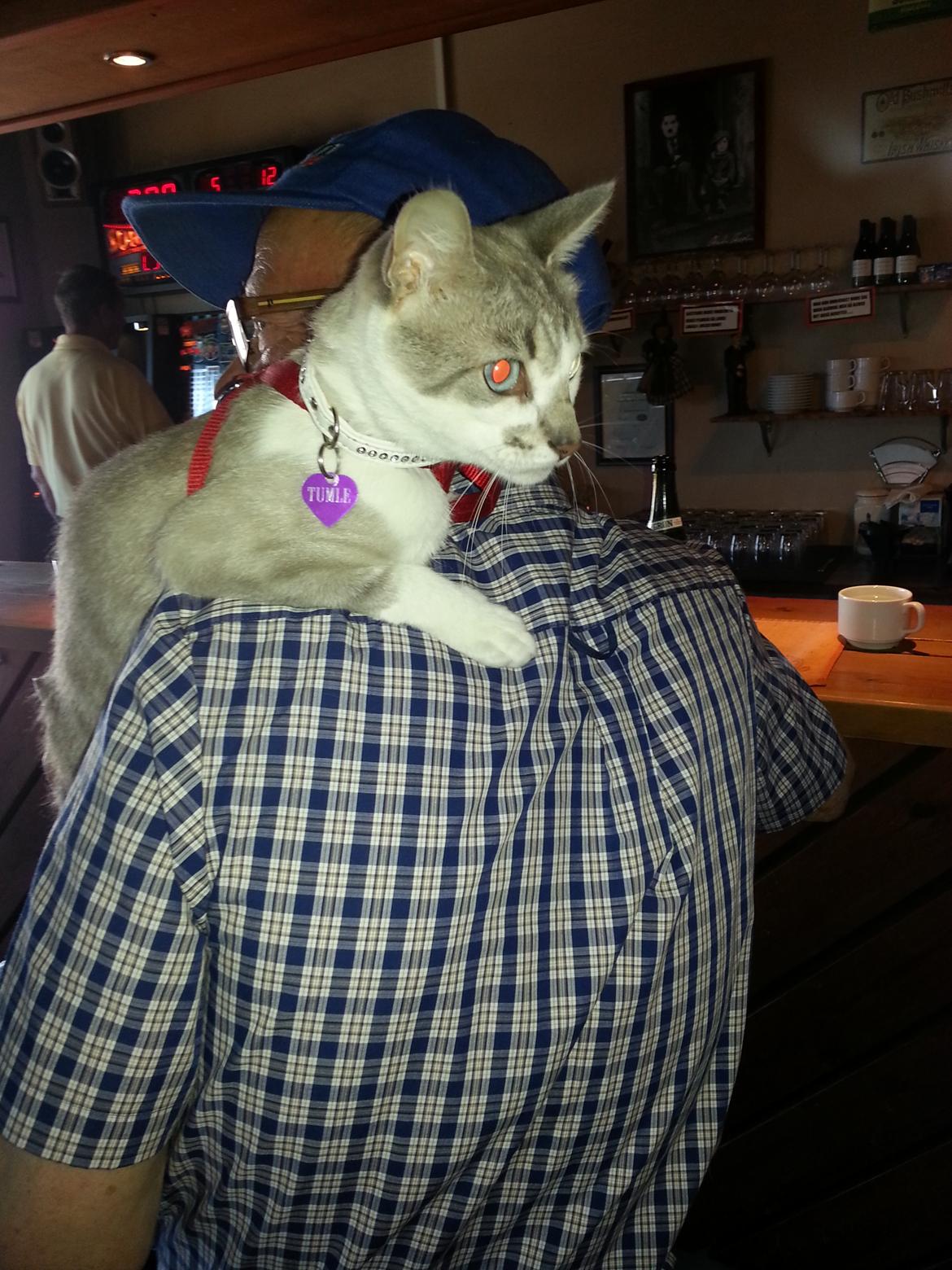 Blanding af racer Tumle billede 11